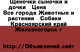 Щеночки-сыночки и дочки › Цена ­ 30 000 - Все города Животные и растения » Собаки   . Красноярский край,Железногорск г.